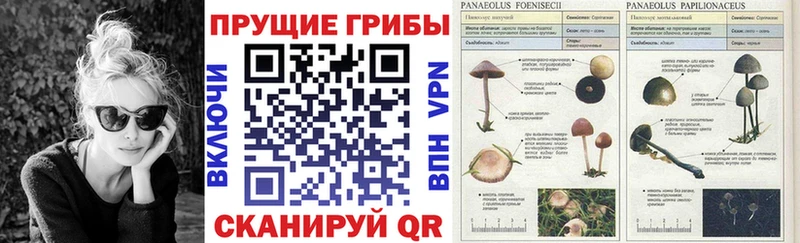 Купить где  Черняховск  Псилоцибиновые грибы MAGIC MUSHROOMS 